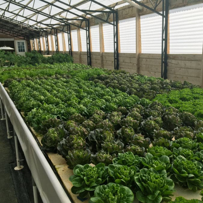 The Flourish Fish Farm 600 - Custom Quote Required