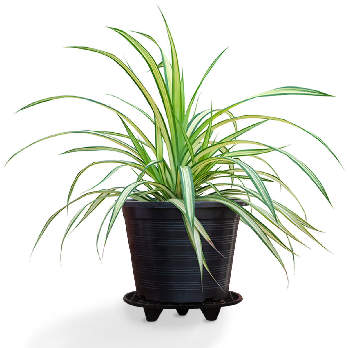Supply 8 Inch Plant Stand