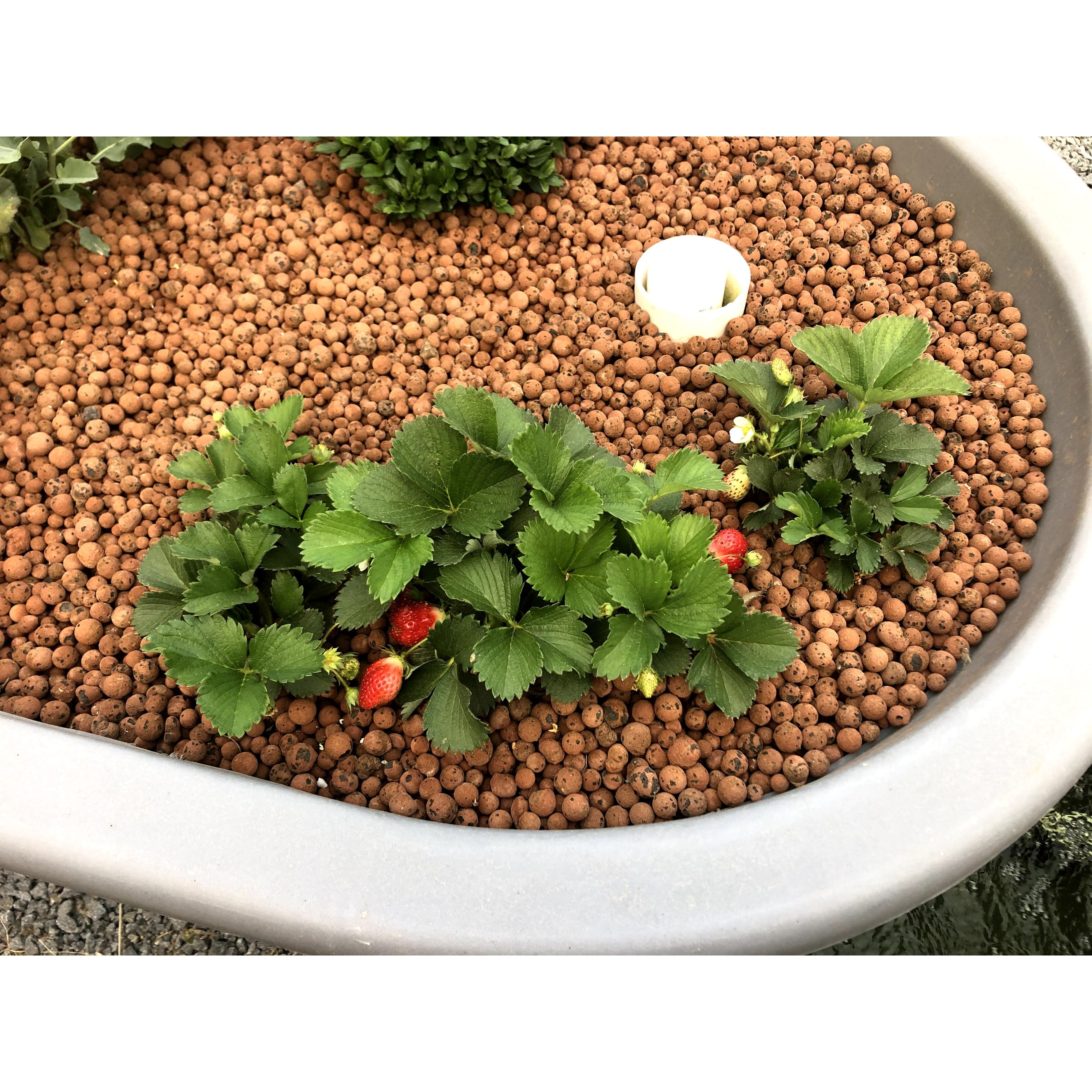 Go Green Aquaponics System