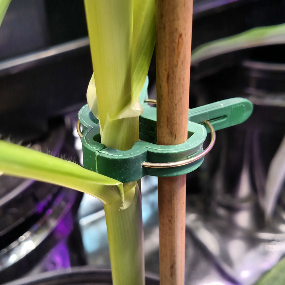 Supply 20 Piece Plant Clips