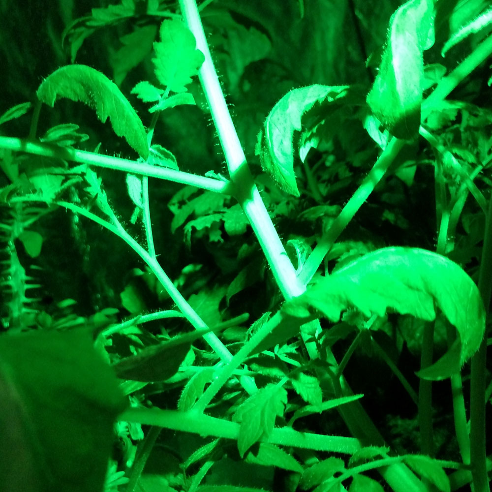 Green LED Headlamp